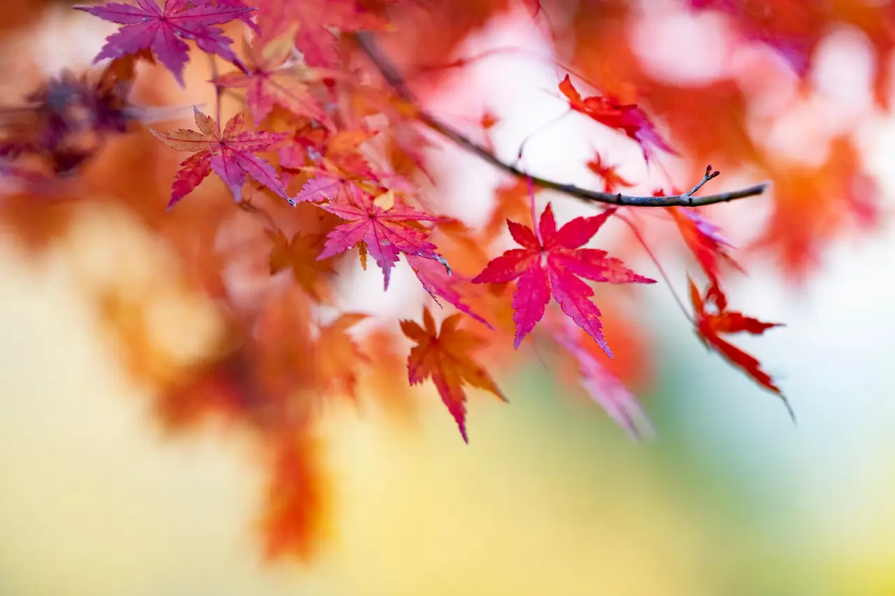 紅葉に包まれた自然の景色